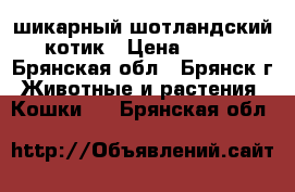 шикарный шотландский котик › Цена ­ 500 - Брянская обл., Брянск г. Животные и растения » Кошки   . Брянская обл.